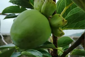 楼顶盆栽果树老掉果，简单一操作不花1分钱不喷药，关键还挺管用视频封面