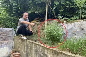30元一斤的香料，江西赣州农村家家户户都有种植，看看你认识吗？视频封面