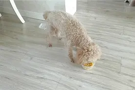 狗狗毫无征兆咳嗽甘草片阿莫西林治疗效果好视频封面