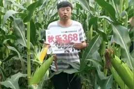 高产玉米推荐——秋乐368视频封面