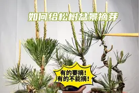 春天如何给松树盆景摘芽？不是所有的松树都要摘芽！新手赶紧看看视频封面