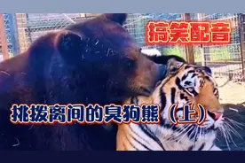 这大狗熊不是熊，是真的“狗”啊，挑拨离间演绎的淋漓尽致！