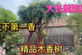 被誉为天下第一香的木香树，能长这么大也是有岁月了，卖掉真可惜视频封面