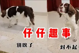 仔仔：水喝多了尿急，粑粑却故意吹口哨，仔仔没忍住直接尿了视频封面