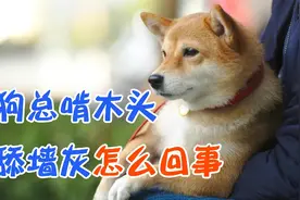 狗狗总啃木头和舔墙灰是怎么回事视频封面