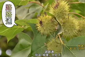 中药材：路路通