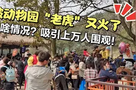 咋了？浙江宁波动物园老虎又火了？现场人山人海！吸引上万人围观视频封面