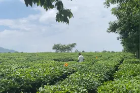 这里是柳州市柳城县龙头镇华侨农场，这有大家喜欢喝的伏虎绿茶！视频封面