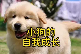 睡前小故事：小狗的自我成长之路视频封面