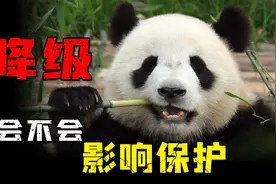 科学解读：熊猫降级意味着什么，会不会影响熊猫保护？视频封面