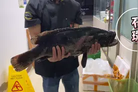 谁说海鱼没有寄生虫的来看看，15斤的大石斑切出的寄生虫看呆我了视频封面