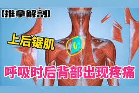 呼吸时后背部出现疼痛——上后锯肌【推拿解剖】视频封面