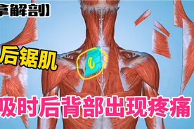 呼吸时后背部出现疼痛——上后锯肌【推拿解剖】视频封面