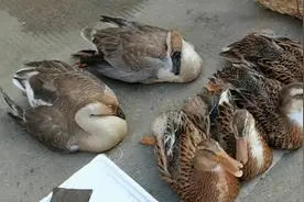 自从养了宠物鹅之后，每次看到鹅都会忍不住多看几眼，太可爱了视频封面
