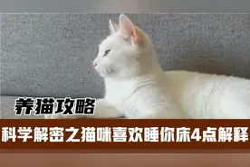 猫喜欢睡你床的解释，揭开铲屎的与猫主子亲疏远近，远非怕你受伤