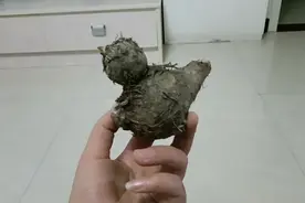 鸡🐔不像鸡，鸟不像鸟，是啥物种，🤩猜中这玩意的人就牛了。