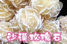 看过开花的石头吗？沙漠玫瑰石，打开视频瞧瞧，真的好漂亮。视频封面