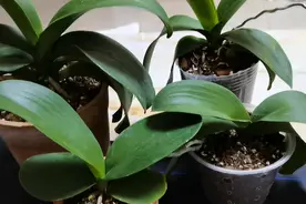 室内用土种蝴蝶兰，用什么盆？用什么土最好？我用经验来告诉你！