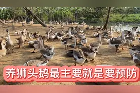 华姐今天教大家怎么跟狮头鹅打针#大鹅生病了#打针比吃药的效果好视频封面