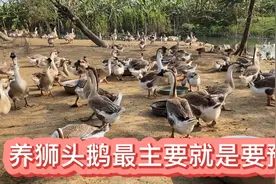 华姐今天教大家怎么跟狮头鹅打针#大鹅生病了#打针比吃药的效果好视频封面