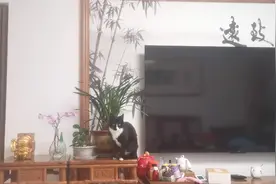 疫情影响的假期，跟一只猫咪对峙视频封面