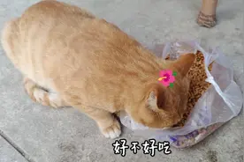 便宜的猫粮流浪猫也吃的杠杠香，“知足常乐”放之四海而皆准视频封面