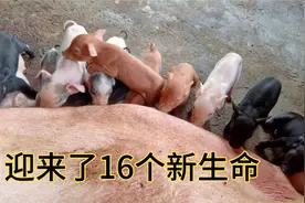 小陈家的母猪下了16个小猪，欢迎新生命的到来，又是一笔巨款视频封面