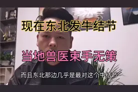 东北发牛结节病，为什么比南方难治，症状也不一样，怎么办