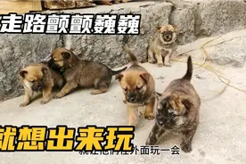 中华田园犬，小奶狗饿了就跑窝边叫唤主人，狼吞虎咽喝得一滴不剩视频封面