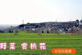 西安近郊踏春挖野菜就来长安区，交通便利视野辽阔，桃花已经开了视频封面