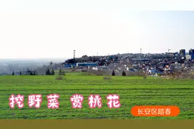 西安近郊踏春挖野菜就来长安区，交通便利视野辽阔，桃花已经开了视频封面