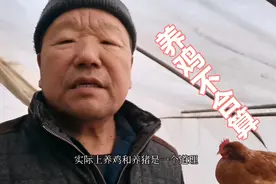 北大荒庄稼人饲养了17只母鸡，每天能捡多少蛋？养鸡合算吗？