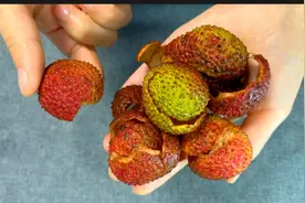 夏季容易上火，咽喉红肿，干痒咳嗽，一把荔枝壳减解决问题，试试视频封面