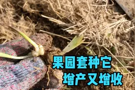 分享适合果园套种的经济作物、产量大、主要是容易管理视频封面