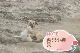 野地里的小白狗和小黄狗