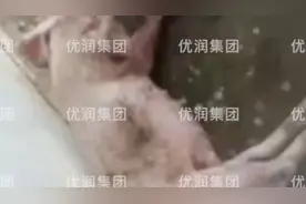 猪病案例分析