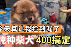 跑一边偷着乐去，400竟让我捡漏一条纯种小柴犬，真是太意外了！视频封面