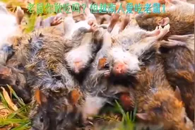 老鼠肉营养价值高，外国人最喜欢吃，你敢吃吗？