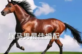 属马男最佳婚配视频封面
