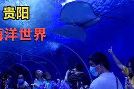 贵阳市多彩贵州极地海洋世界，一张门票168元，看看到底值不值？视频封面