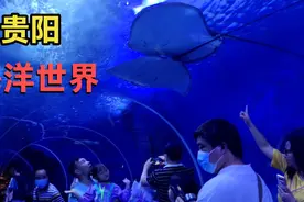 贵阳市多彩贵州极地海洋世界，一张门票168元，看看到底值不值？视频封面