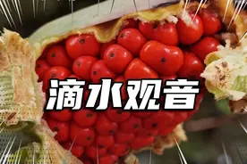 火红的果实绽放视频封面