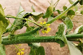 杀灭蚜虫，这个方法真的好用，现场试验赶紧来看看视频封面