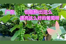 广东也能种出这么好的葡萄呀，心动吗，你想在家门口种一棵吗？视频封面