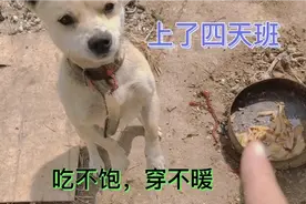 上了四天班吃不饱，光吃大馒头胖了四斤。来回一个小时的车程视频封面