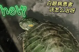 小乌龟卖的时候不知道！买的时候就不睁眼！为什么！怎么治嘞？