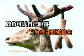 鹿角可以自己脱落，为何还要锯掉？