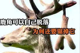 鹿角可以自己脱落，为何还要锯掉？视频封面