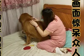 女孩穿着睡衣和狗子在床上拍视频，帮狗子挠痒痒这画面不可思议！视频封面