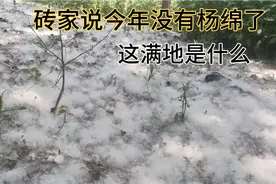 砖家说，今年没有杨棉子了，5月21号河南农村满天飞舞，怎么解释